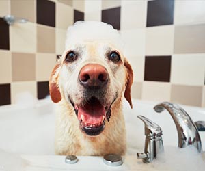 5 things to know about pets and plumbing